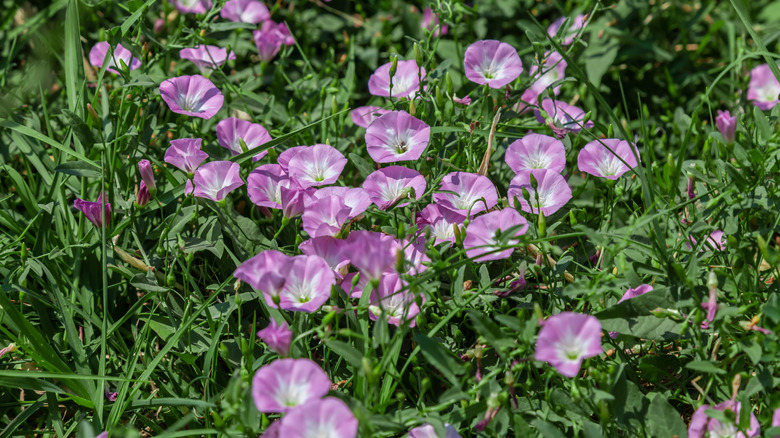 Close up of bindweed flower.pollination