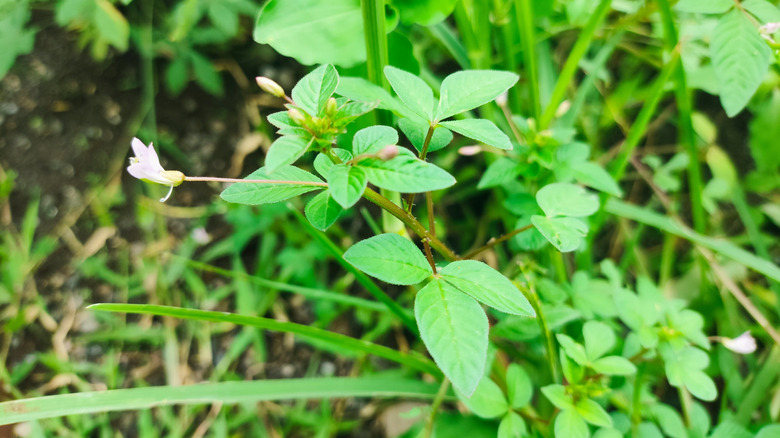 bulbous bittercress spring cress whit a small white flower growing in a garden bed