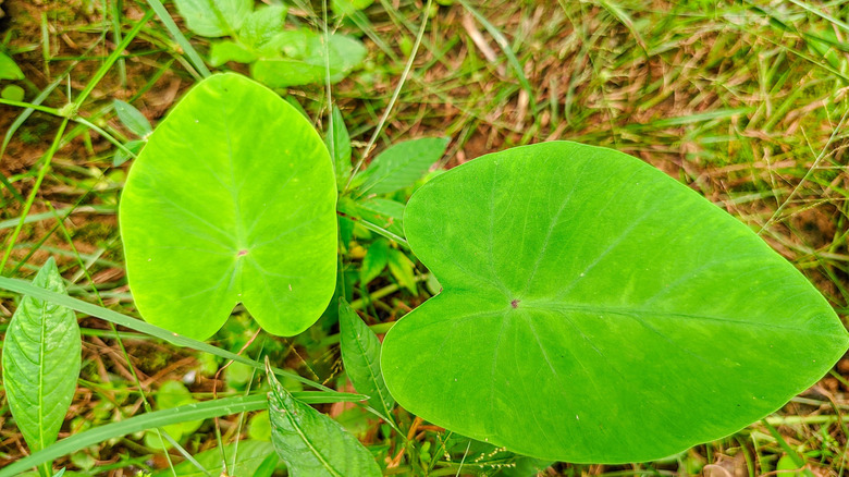 Chinese yam with big leaves growing over a grassy area next to other smaller plants