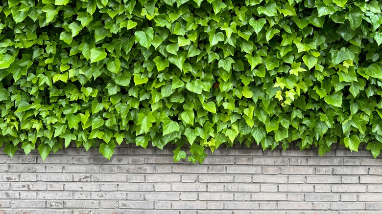 English ivy (Hedera helix) covering a wall