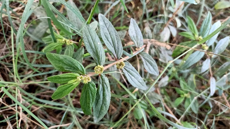 Detail of Euphorbia hirta leaves growing in a thicket