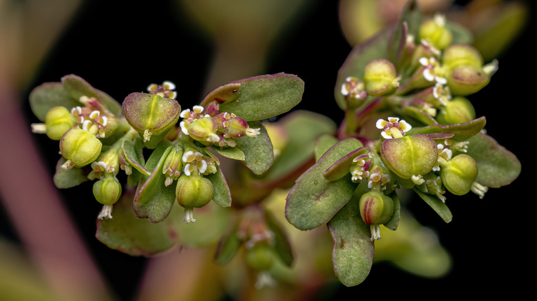 Hyssop spurge plant of the species Euphorbia hyssopifolia in flower