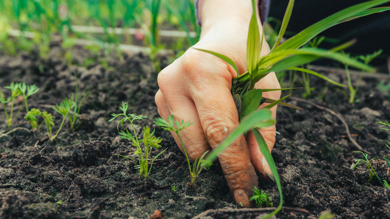 Female hand removing weeds from a garden