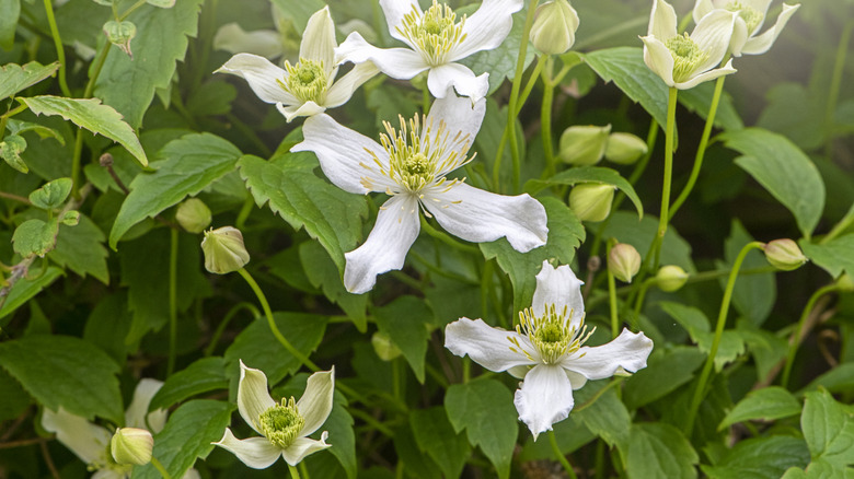 Japanese white clematis blossoms with sunlight.