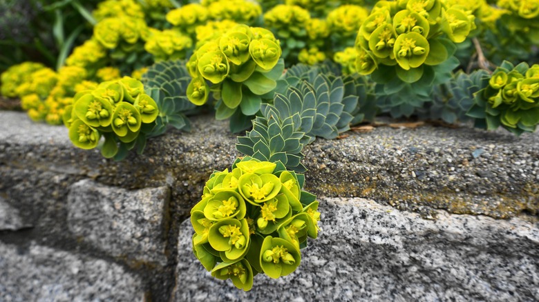 Euphorbia Myrsinites flowering evergreen perennial plant close up growing over a stone wall