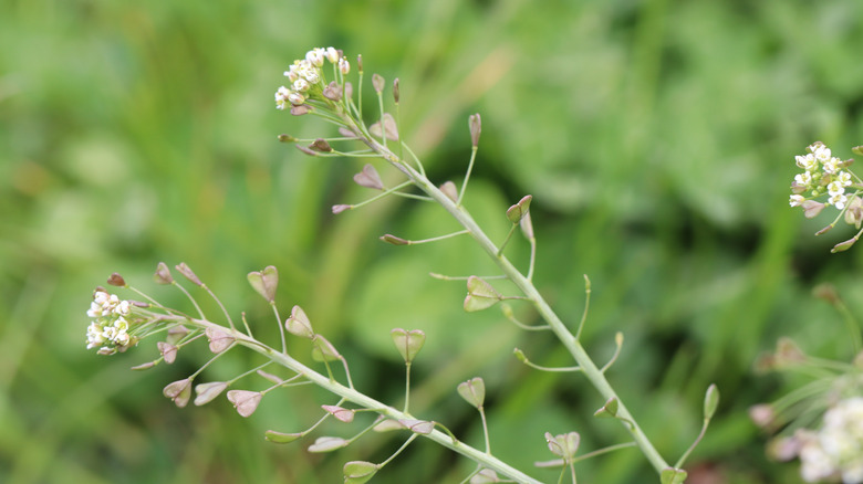 Shepherd's purse plant with heart shaped seed pods up close