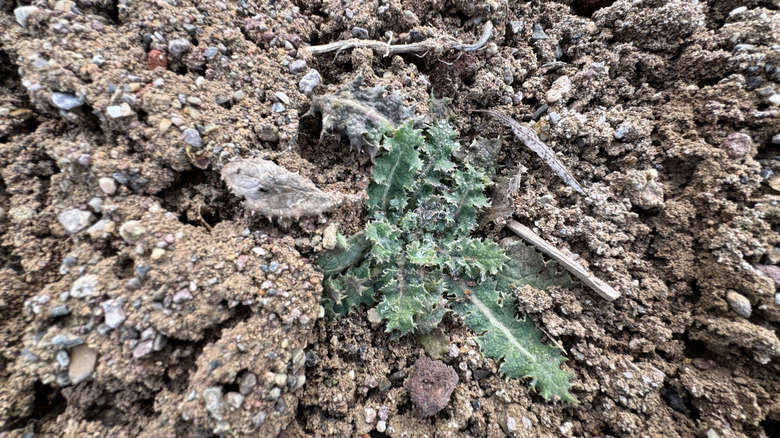 Close-up of spiny sowthistle leaves growing in arid soil