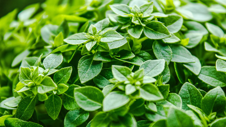 A closeup view of Greek basil