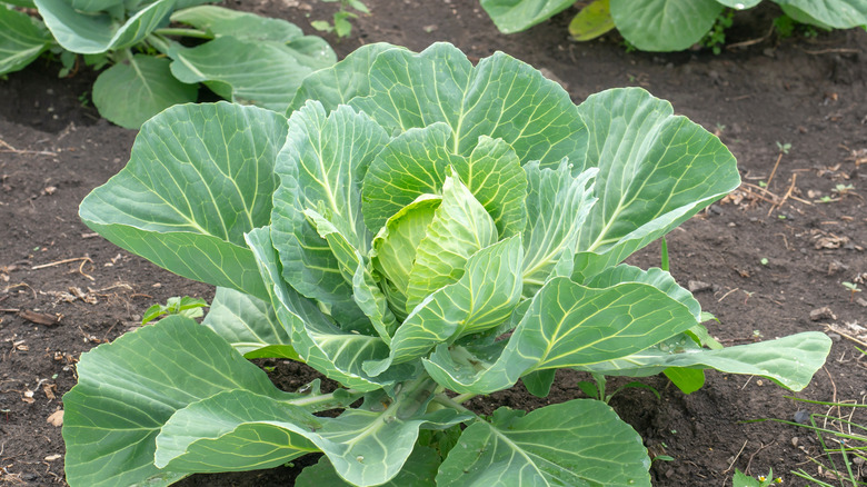 Young cabbage plants in the garden