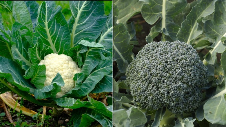 Split image with a cauliflower plant on the left and a broccoli plant on the right