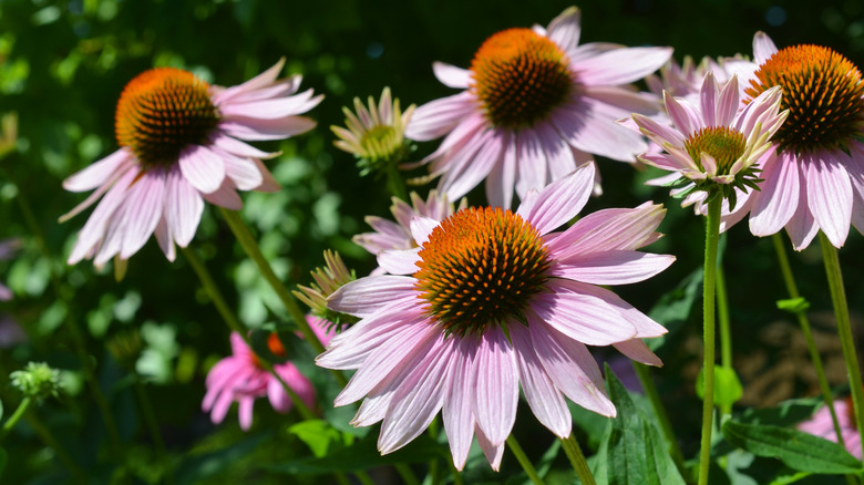 Closeup of pretty Echinacea flowers