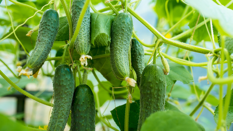 Lots of cucumbers growing on a vine in the garden