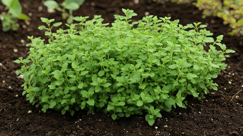 A healthy oregano plant growing in a garden bed