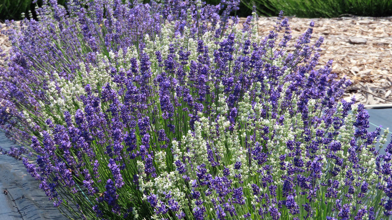 English lavender plants growing in a garden