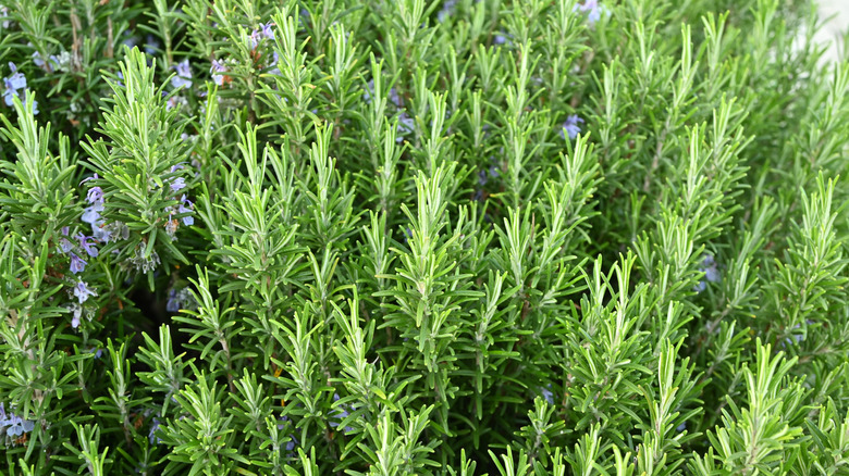 A vibrant rosemary bush with some flowers