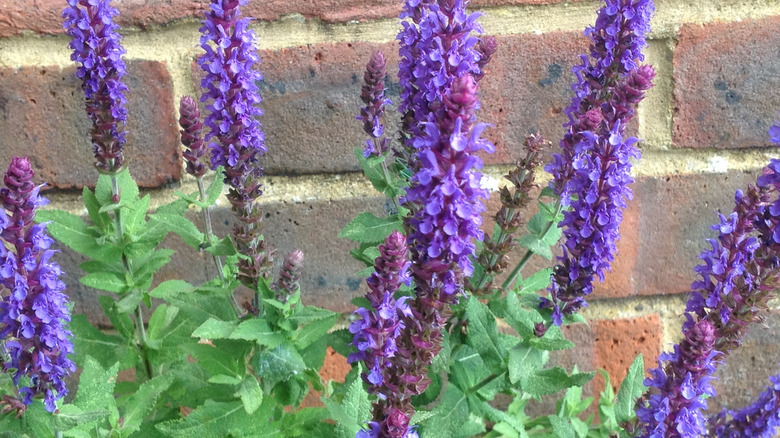 Sage with purple blooms in the garden