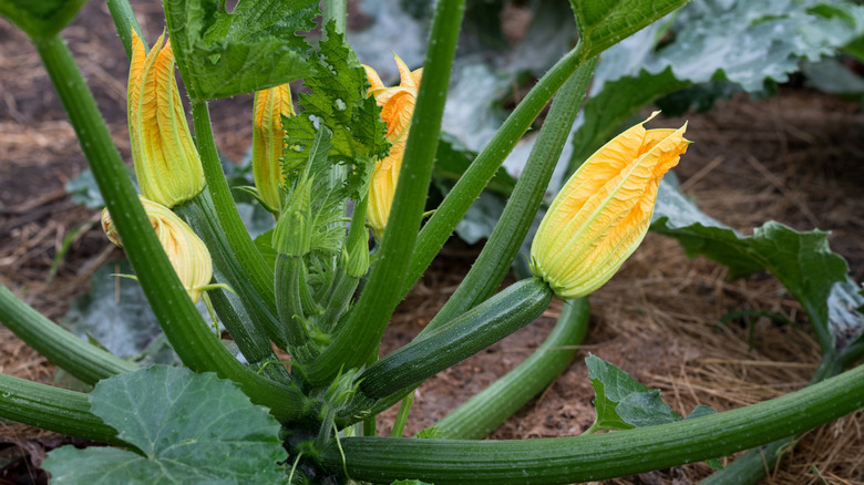 A healthy and productive summer squash plant in the garden