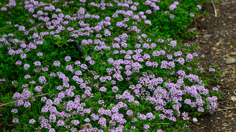 Common thyme in full bloom in the garden