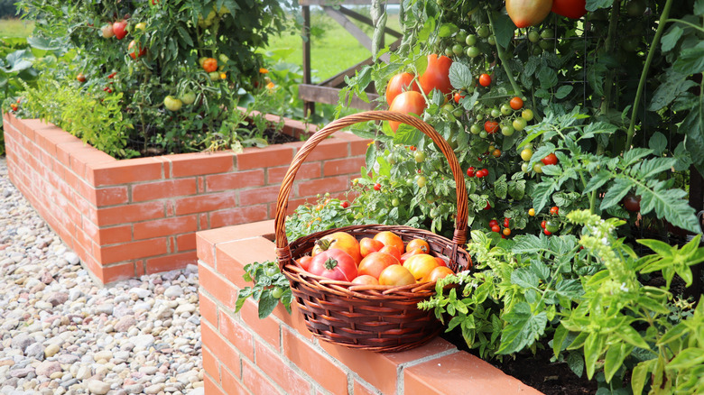 Healthy tomato plants with lots of fruits growing in raised beds