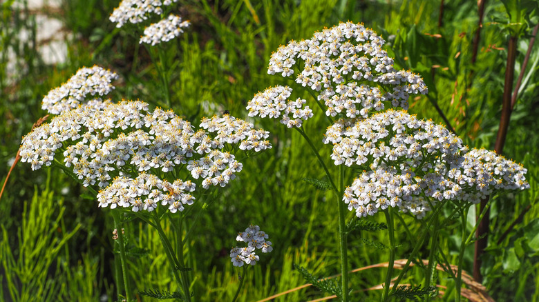 Pretty white-flowered yarrow in the garden