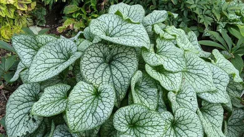 A large Alexander's Great brunnera plant