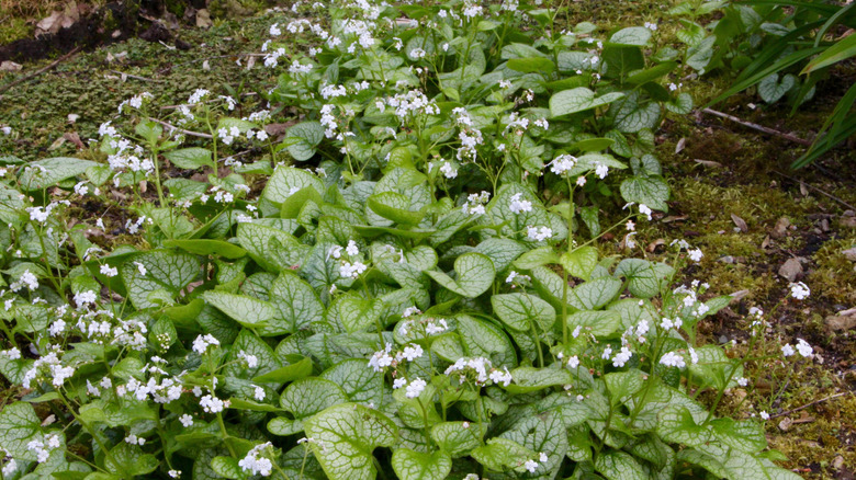 Brunnera macrophylla Mr.Morse plant