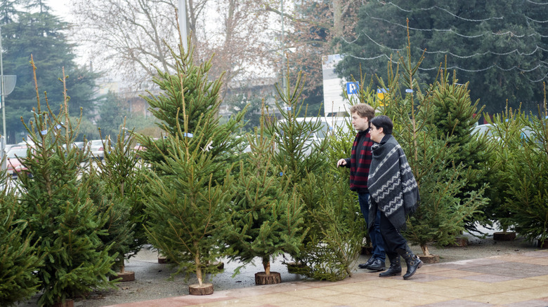 couple browsing christmas tree lot