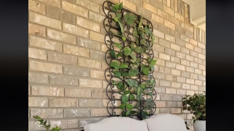 wall-hanging trellis