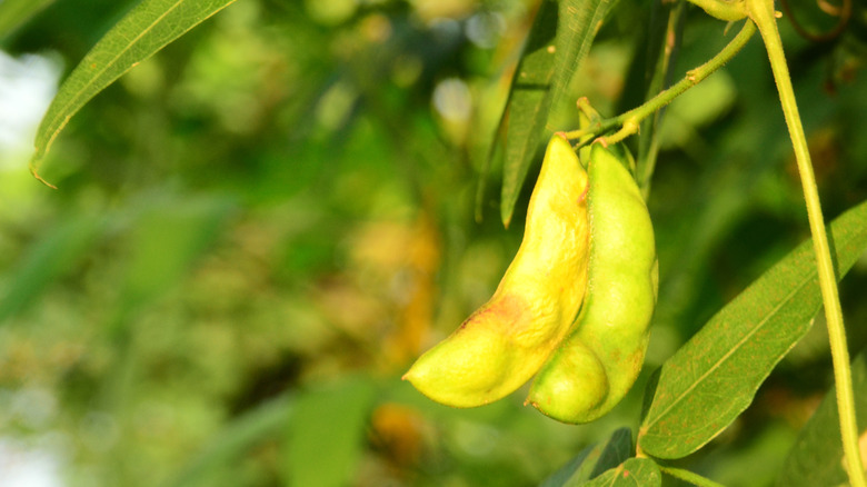 Butter beans on a vine 