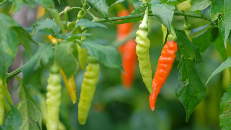 Cayenne peppers in the garden