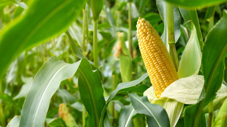 Corn growing in a field