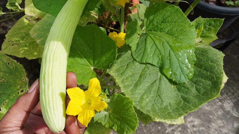 Hand holding growing Armenian cucumber 