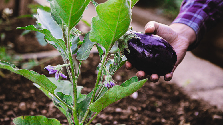 Person holding eggplant in garden