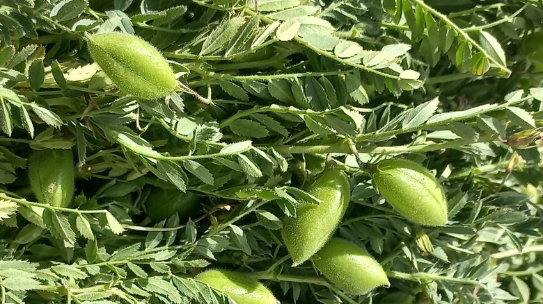 Garbanzo beans growing