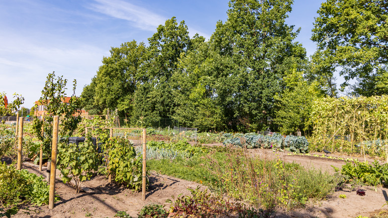 Vegetable garden with dry soil