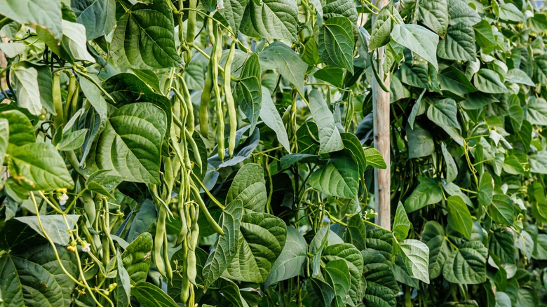 Beans growing on poles