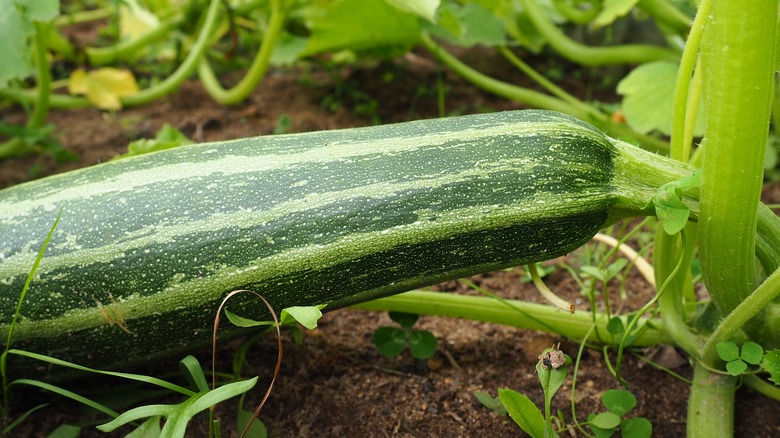 Squash in a garden