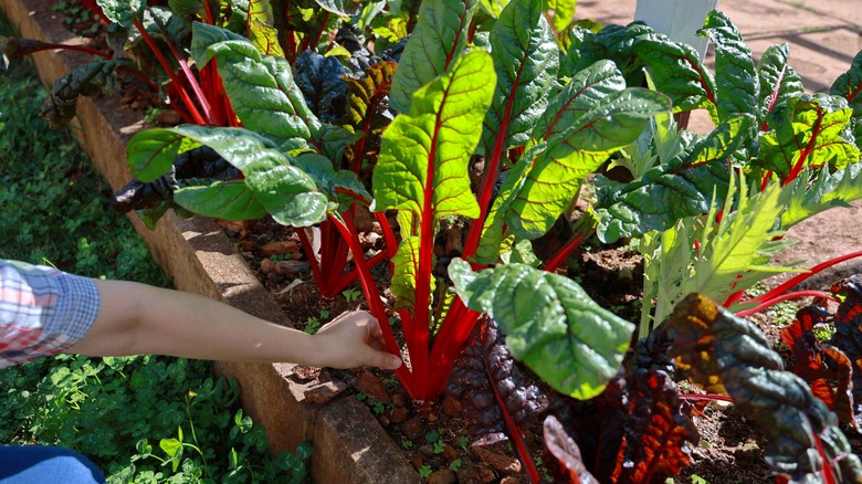 Gardener picking swiss chard