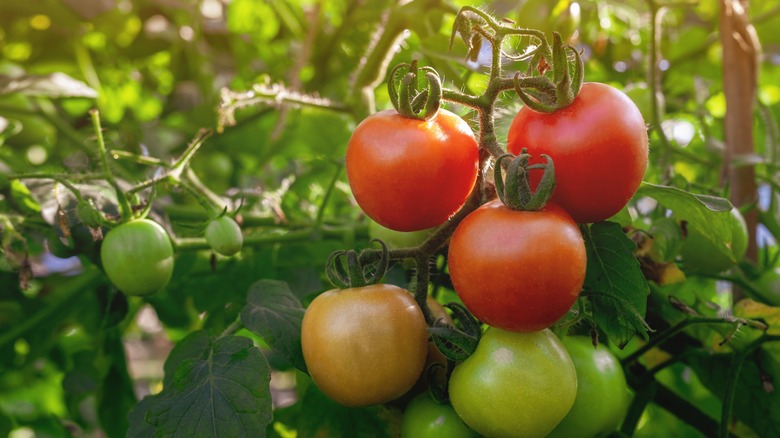 Tomatoes on the vine