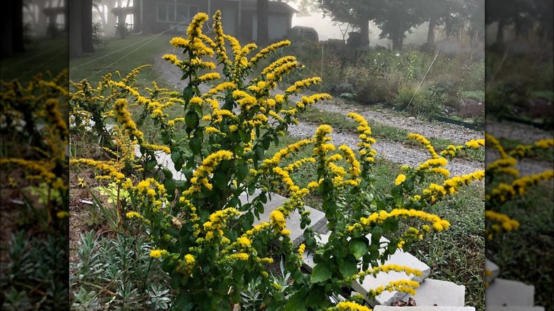 Yellow blooms of autumn goldenrod 'Golden Fleece'