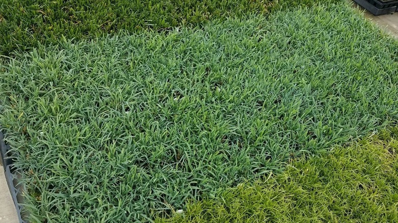 Green foliage of blue wood sedge