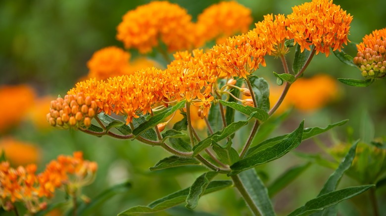 Orange blooms of butterfly weed