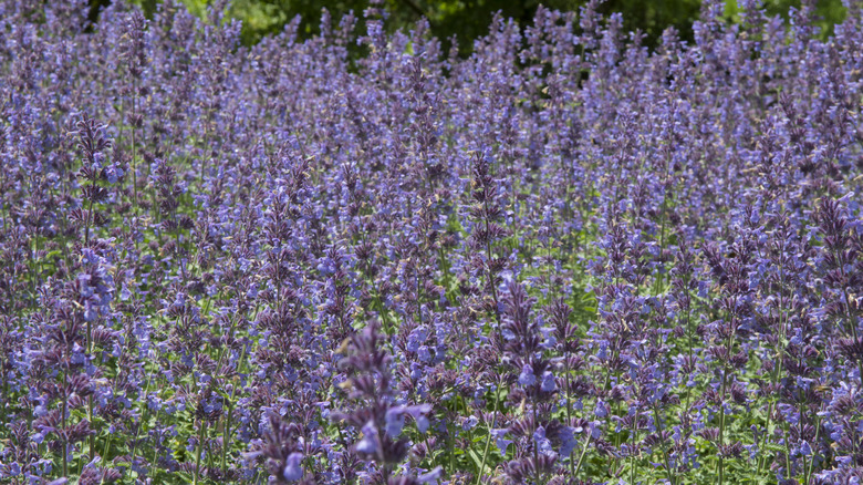 Purple blue flowers of Catmint 'Walker's Low'