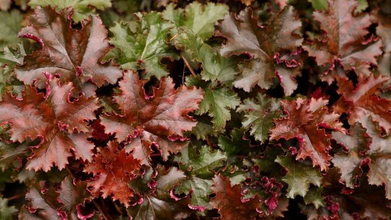 Deep burgundy leaves of coral bells 'Chocolate Ruffles'