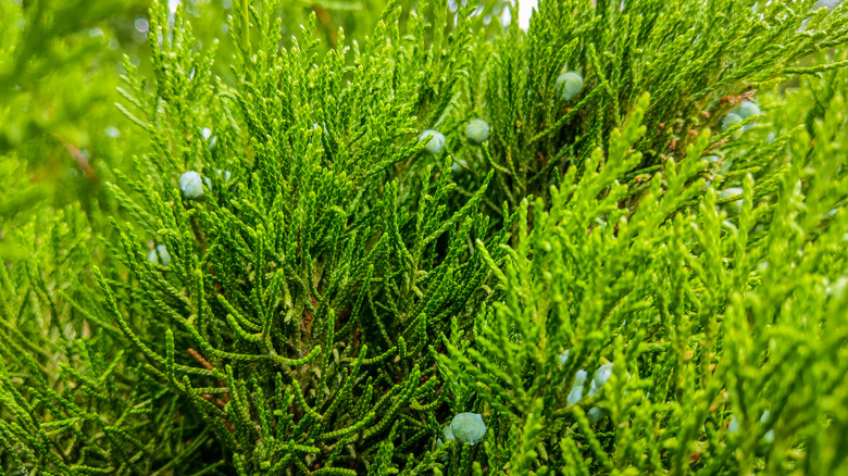 Green leaves of creeping juniper