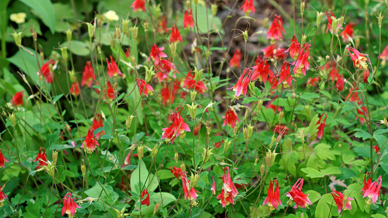 Red flowers of eastern columbine