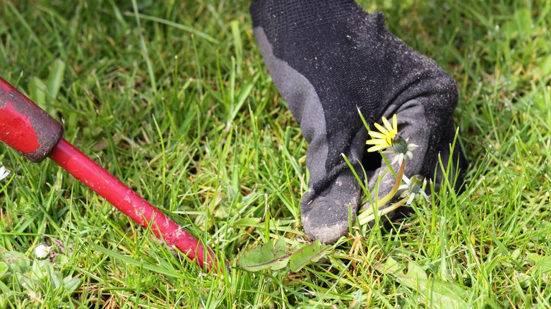 Hand pulling out dandelion from yard