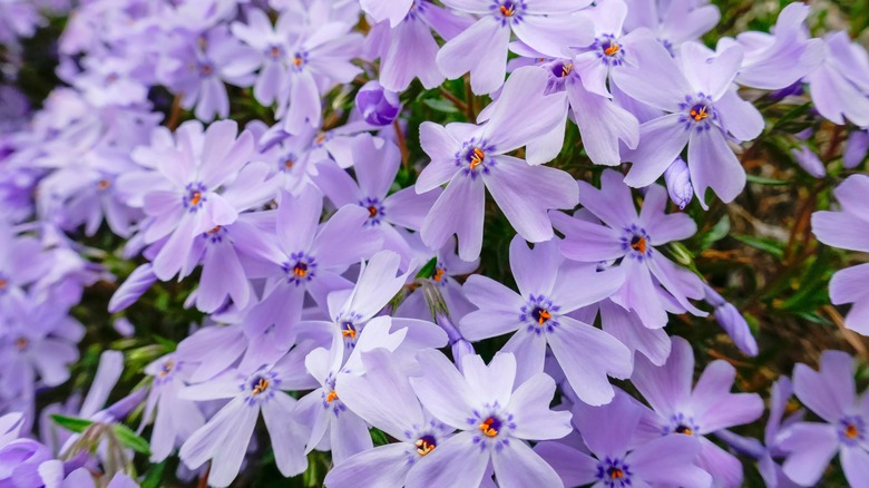 Lilac flowers of Moss phlox 'Emerald Blue'