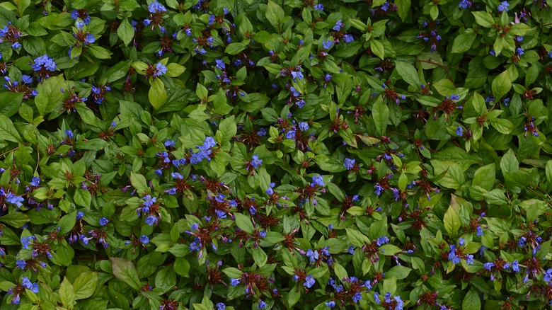 Plumbago with green foliage and blue flowers