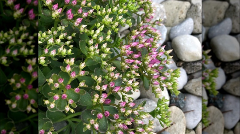 Pink flowers of Two-row stonecrop 'John Creech'